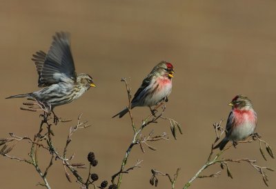 Grote Barmsijzen - Mealy Redpolls