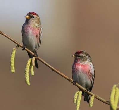 Grote Barmsijzen - Mealy Redpolls