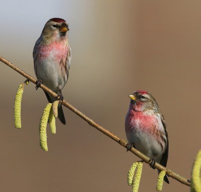 Grote Barmsijzen - Mealy Redpolls