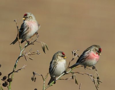 Grote Barmsijzen - Mealy Redpolls