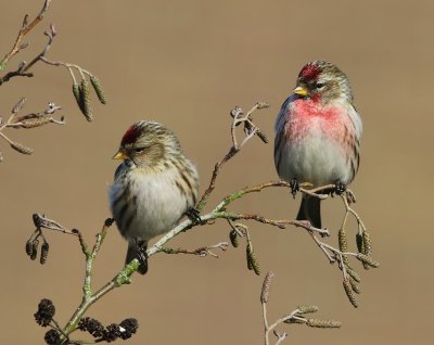 Grote Barmsijzen - Mealy Redpolls