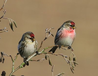 Grote Barmsijzen - Mealy Redpolls