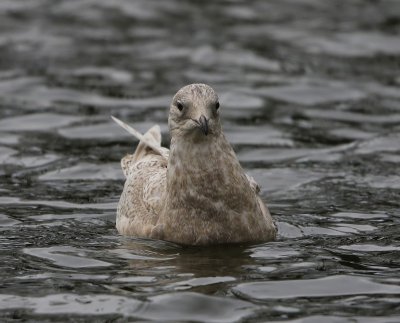 Kleine Burgemeester - Iceland Gull