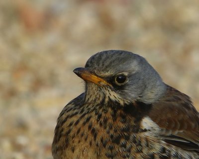 Kramsvogel - Fieldfare