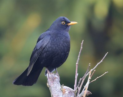 Merel - Common Blackbird