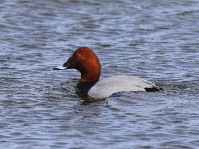 Tafeleend - Common Pochard
