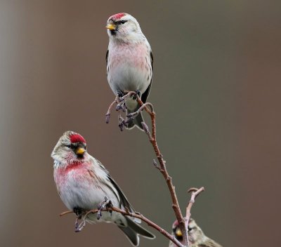 Witstuitbarmsijs - Arctic Redpoll