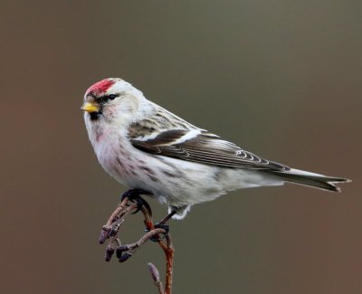 Witstuitbarmsijs - Arctic Redpoll