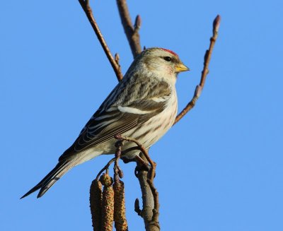 Witstuitbarmsijs - Arctic Redpoll