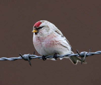 Witstuitbarmsijs - Arctic Redpoll