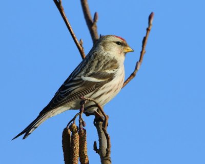 Witstuitbarmsijs - Arctic Redpoll