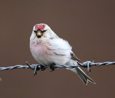 Witstuitbarmsijs - Arctic Redpoll