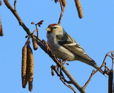 Witstuitbarmsijs - Arctic Redpoll