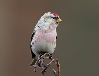 Witstuitbarmsijs - Arctic Redpoll