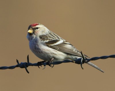 Witstuitbarmsijs - Arctic Redpoll