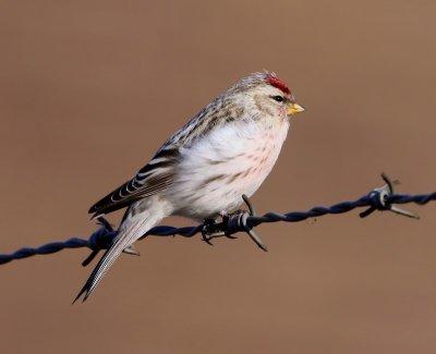 Witstuitbarmsijs - Arctic Redpoll