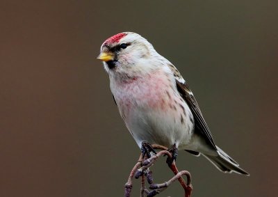 Witstuitbarmsijs - Arctic Redpoll