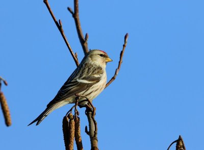 Witstuitbarmsijs - Arctic Redpoll