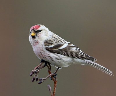 Witstuitbarmsijs - Arctic Redpoll