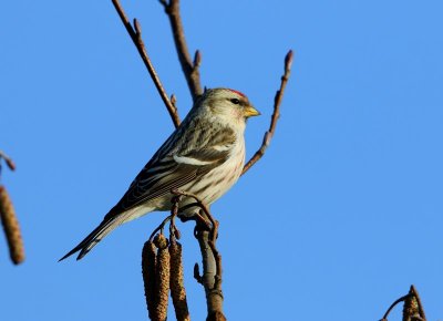 Witstuitbarmsijs - Arctic Redpoll