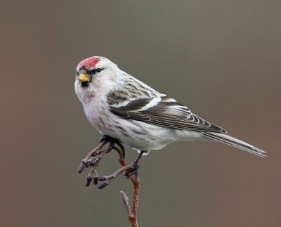 Witstuitbarmsijs - Arctic Redpoll