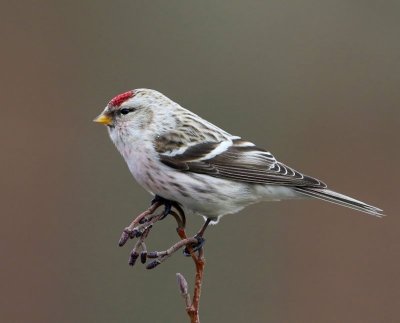 Witstuitbarmsijs - Arctic Redpoll