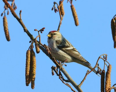 Witstuitbarmsijs - Arctic Redpoll