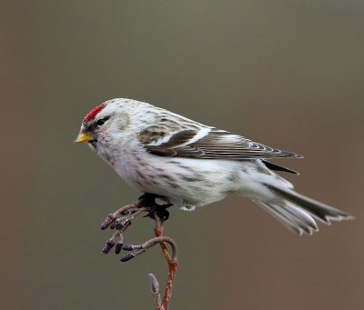 Witstuitbarmsijs - Arctic Redpoll