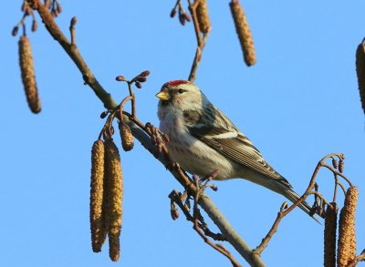 Witstuitbarmsijs - Arctic Redpoll