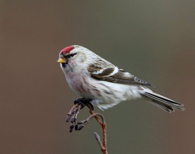 Witstuitbarmsijs - Arctic Redpoll