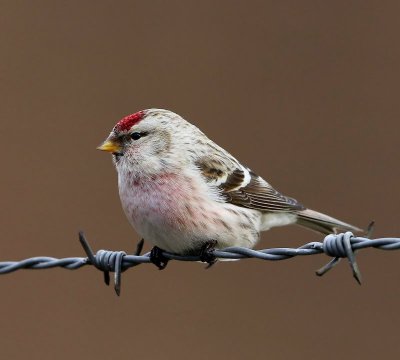 Witstuitbarmsijs - Arctic Redpoll