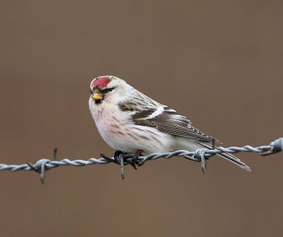 Witstuitbarmsijs - Arctic Redpoll