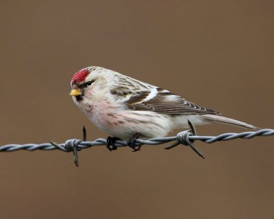 Witstuitbarmsijs - Arctic Redpoll