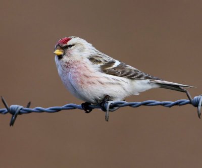 Witstuitbarmsijs - Arctic Redpoll