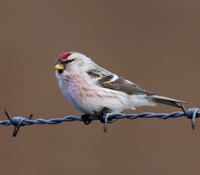 Witstuitbarmsijs - Arctic Redpoll