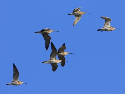 Wulpen - Eurasian Curlews