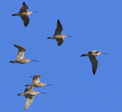 Wulpen - Eurasian Curlews