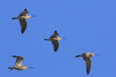 Wulpen - Eurasian Curlews