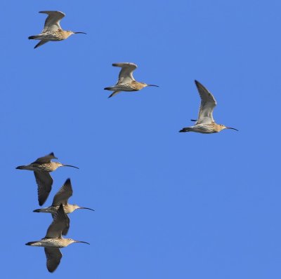 Wulpen - Eurasian Curlews
