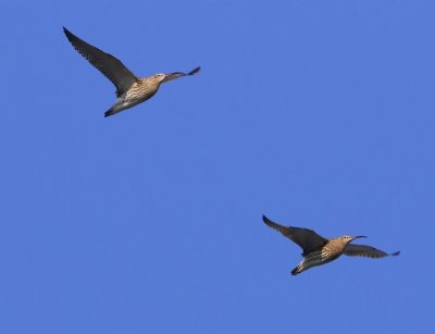 Wulpen - Eurasian Curlews