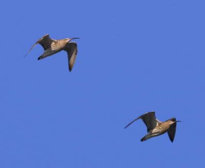 Wulpen - Eurasian Curlews