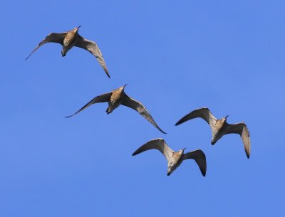 Wulpen - Eurasian Curlews