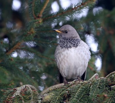 Zwartkeellijster - Black-throated Thrush