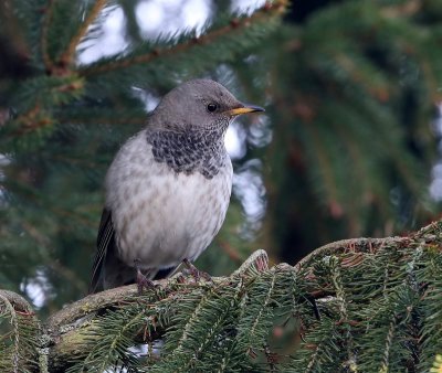 Zwartkeellijster - Black-throated Thrush