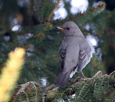 Zwartkeellijster - Black-throated Thrush