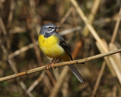 Grote Gele Kwikstaart - Grey Wagtail