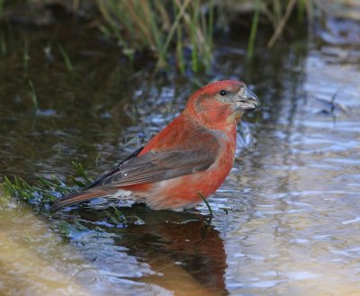 Grote Kruisbek - Parrot Crossbill