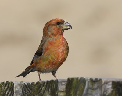 Grote Kruisbek - Parrot Crossbill