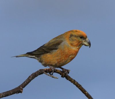 Grote Kruisbek - Parrot Crossbill