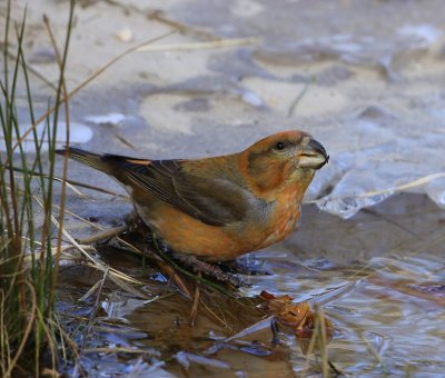 Grote Kruisbek - Parrot Crossbill